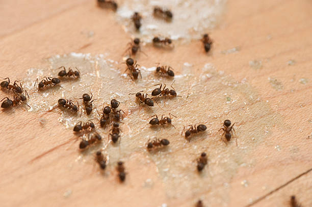 Trusted Kenilworth, IL Pest Control Experts
